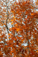 Red leaves of Northern red oak (Quercus rubra) in the autumn. Red oak fall foliage close up.