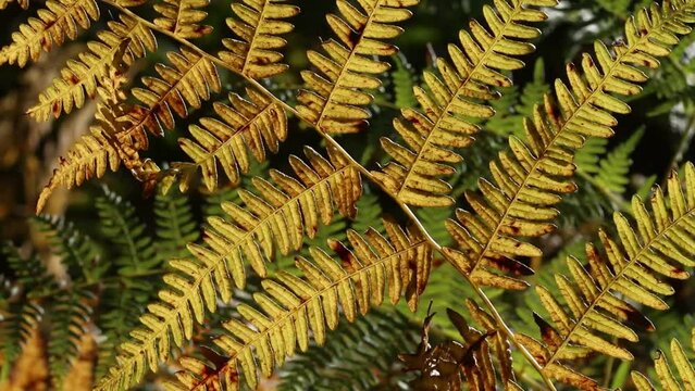 Closeup of backlit Bracken fronds,  Pteridium aquilinum,  in Autumn. England. UK