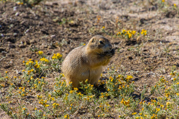 Black Tailed Prairie Dog at Roberts Prairie Dog Town, Badlands National Park, South Dakota, USA