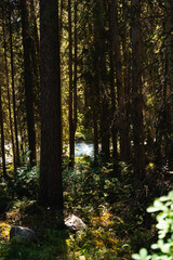 summer forest in the morning full of hidden secrets