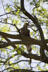 AVES EN REPOSO 