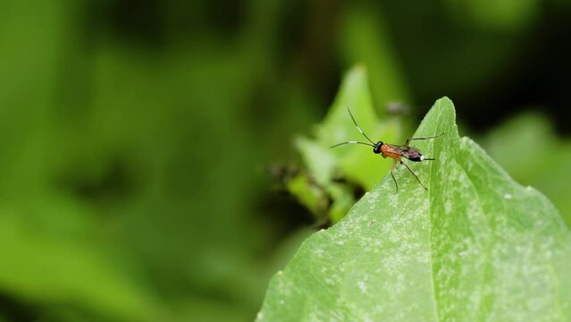 A Sawflies whose body is orange in color perched on the surface of a wild grass leaf