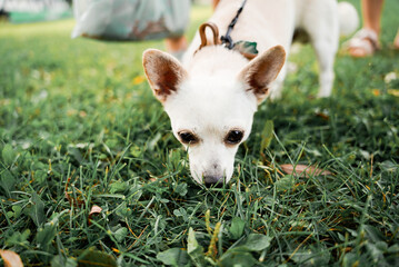 Chihuahua puppy dog sniffing the grass looking for a toy to play with.