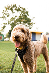 american cocker spaniel dog smiling in the sunshine in the park.