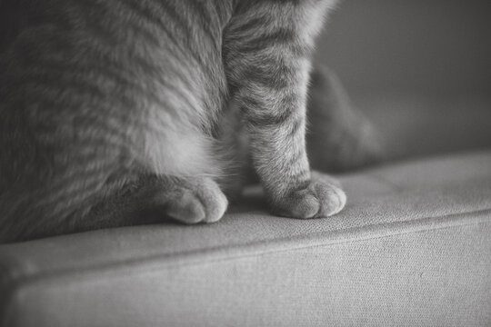 Cute Little Orange Tabby Cat