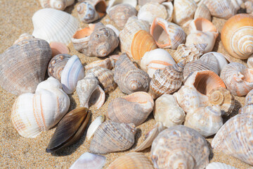 Many beautiful sea shells on sand, closeup