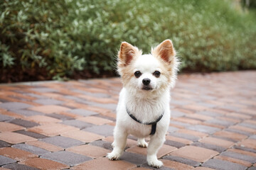Cute Chihuahua with leash on walkway outdoors. Dog walking