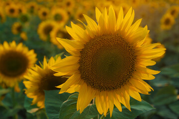 Beautiful blooming sunflower in field on summer day, closeup