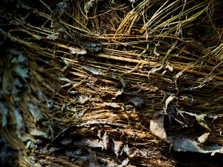 Close up of a coconut coir structure, shot on a coconut fiber tree, brown natural background for consumption and environmental production. commonly used for car seats, mattresses