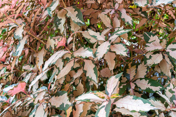 Gold Leaves (Graptophyllum pictum (Linn.) Griff.)