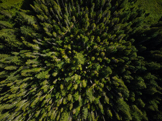 Shooting from a drone. The tops of the trees. Dense coniferous forest. Minimalism. Abstraction. Background. Wallpaper. Texture. Forestry, gardening, climate change, ecology.