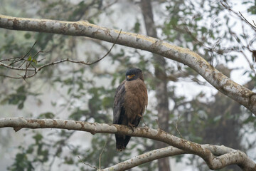 Crested Serpent Eagle