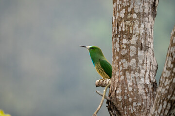 Green Bee Eater