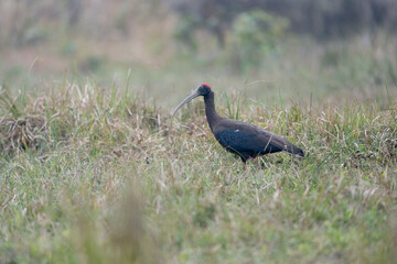 Red Naped Ibis