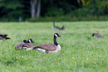 Canada goose lying in the grass