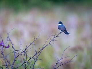 Eastern Kingbird on a branch