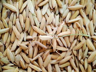 paddy rice in Indonesia, food paddy rice. background, surface, Background from pile of paddy rice and rice seeds, macro shot from the top view