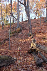 Halloween Dog Photoshoot in Autumn Park