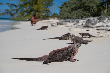 iguana on the beach - exuma island, the bahamas