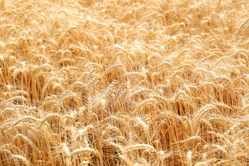 Beautiful view of agricultural field with ripe wheat spikes
