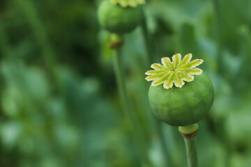 Green poppy head growing in field, closeup. Space for text