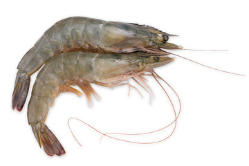 Banana prawn on white background, White shrimp on white with clipping path.