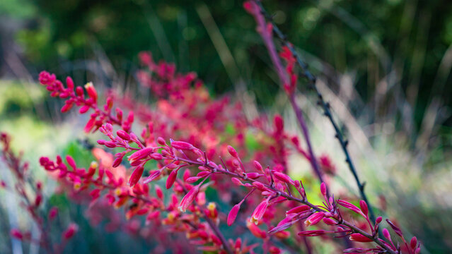 Lady Bird Johnson Wildflower Center In Austin, Texas