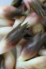 たくさんの茗荷