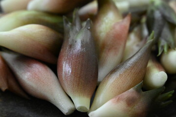 たくさんの茗荷