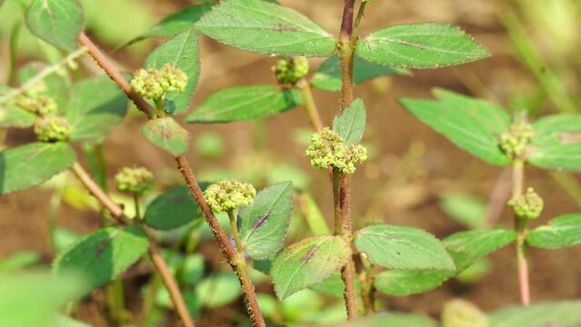 Euphorbia hirta (Patikan kebo, asthma-plant) with natural background. This is a pantropical weed, possibly native to India. It is a hairy herb that grows in open grasslands, roadsides and pathways.