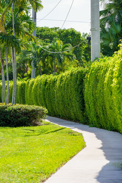 Scenic landscaped sidewalk and bike path in Weston Florida