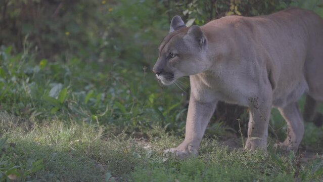 Beautiful Canadian Puma in forest. American cougar - mountain lion. Wild cat walks in the forest, scene in the woods. Wildlife America. Slow motion 120 FPS, ProRes 422, ungraded C-LOG 10 bit video