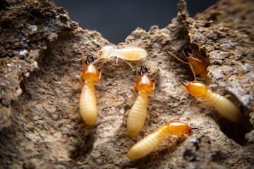 Group of the small termite on decaying timber. The termite on the ground is searching for food to feed the larvae in the cavity.