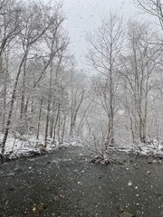 Snowy Stream in Winter