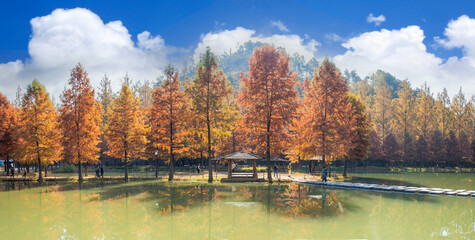 담양 메타세콰이어길 호수공원의 아름다운 가을 풍경