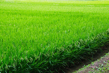 刈り取りには少し早い、まだ青みが残る稲穂がすくすく育っている田園風景