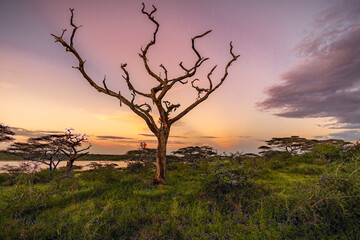 Bare Tree at Sunset, Lake Masek, Tanzania