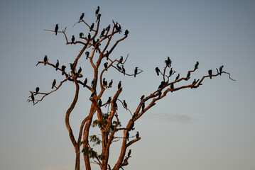 A bare tree full of neotropic cormorants at sunset in the wetlands of the Guaporé-Itenez river, near Remanso, Beni Department, Bolivia, on the border with Rondonia, Brazil