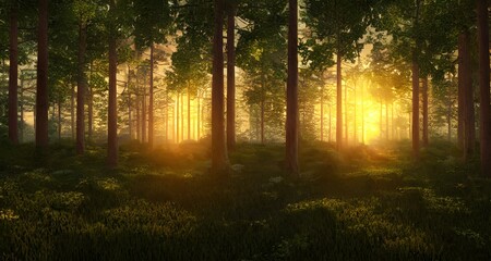 Obraz premium beautiful view of sunrise in the forest