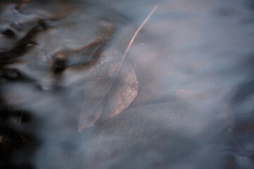 Leaf in Stream