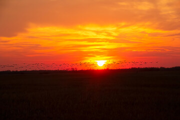 Fototapeta na wymiar Beautiful view of flying geese above field in orange sunset.