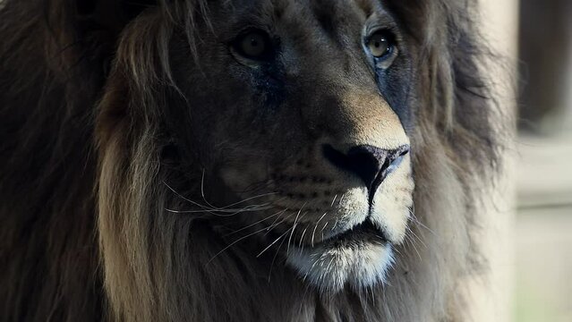 Big male lion king beautiful morning portrait, Southwest African lion close look filmed on high quality high speed camera nikon z9 