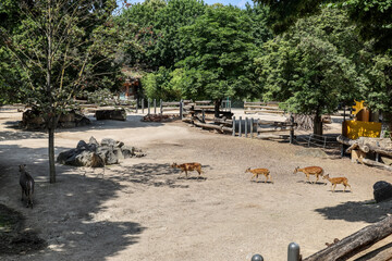 Cute dappled deer in zoological garden