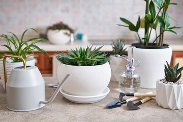 Potted House plants with gardening tools on concrete table