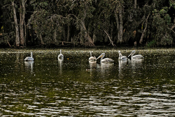 Pélicans dans une zone humide 