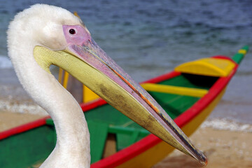 Pélican devant une pirogue de pèche sur une plage au Sénégal