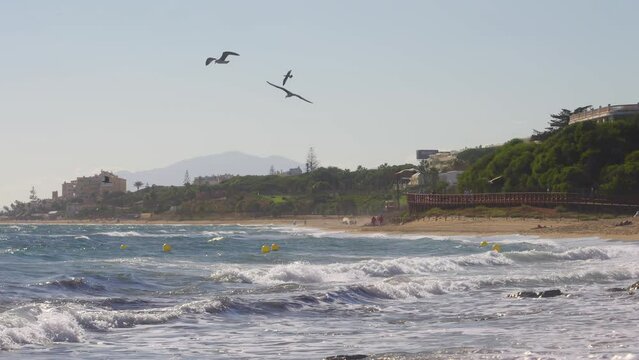 Seagulls flying in slow motion near the coastline