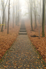 Autumn natural beech forest. Autumn in the forest has its charm