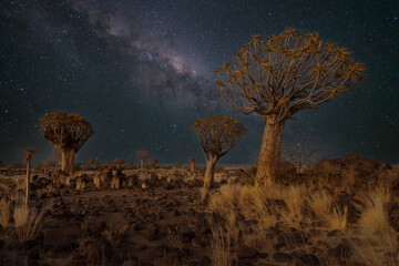 Desert landscape with with quiver trees (Aloe dichotoma), Northern Cape, South Africa foreground...