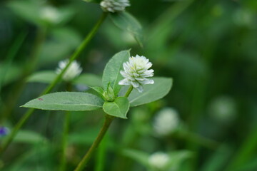 Gomphrena serrata with a natural background. This plant belongs to the family Amaranthaceae comprises many species which are used in nutrition and traditional folk medicine.